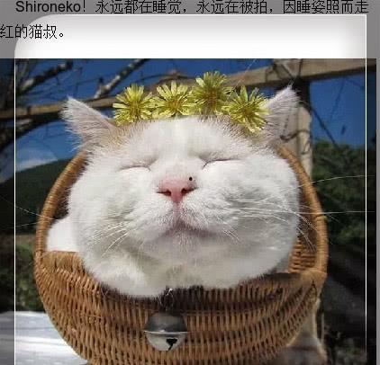 娱乐吃瓜君猫咪,揭秘娱乐圈的萌宠生活