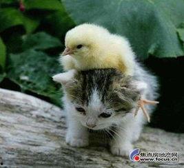 娱乐吃瓜君猫咪,揭秘娱乐圈的萌宠生活