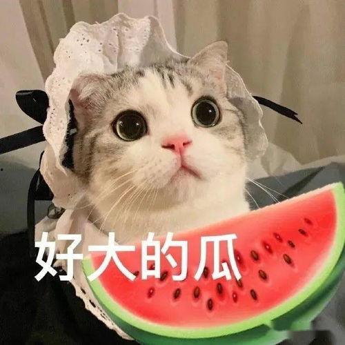 娱乐吃瓜茶小猫,揭秘茶小猫的瓜界传奇